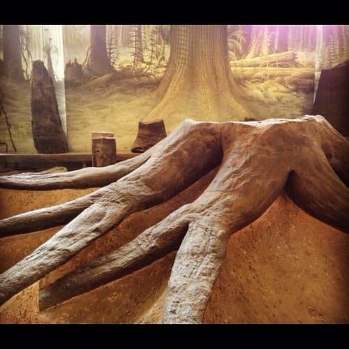 Root System of Lycopsid Tree (Stigmaria ficoides) LL.11627 This massive tree stump from Bradford, Yorkshire, is a part of the Manchester Museum's fossil plants collection. It is from the Upper Carboniferous (Westphalian A) coal swamps that covered the no