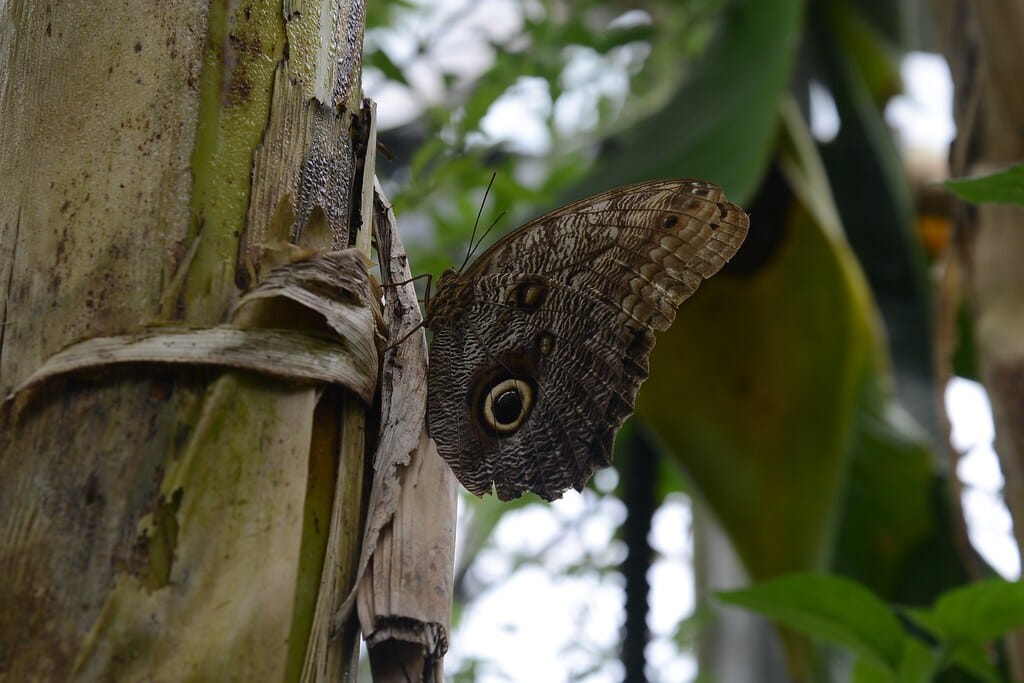 Owl Butterfly, Buckfastleigh, Devon