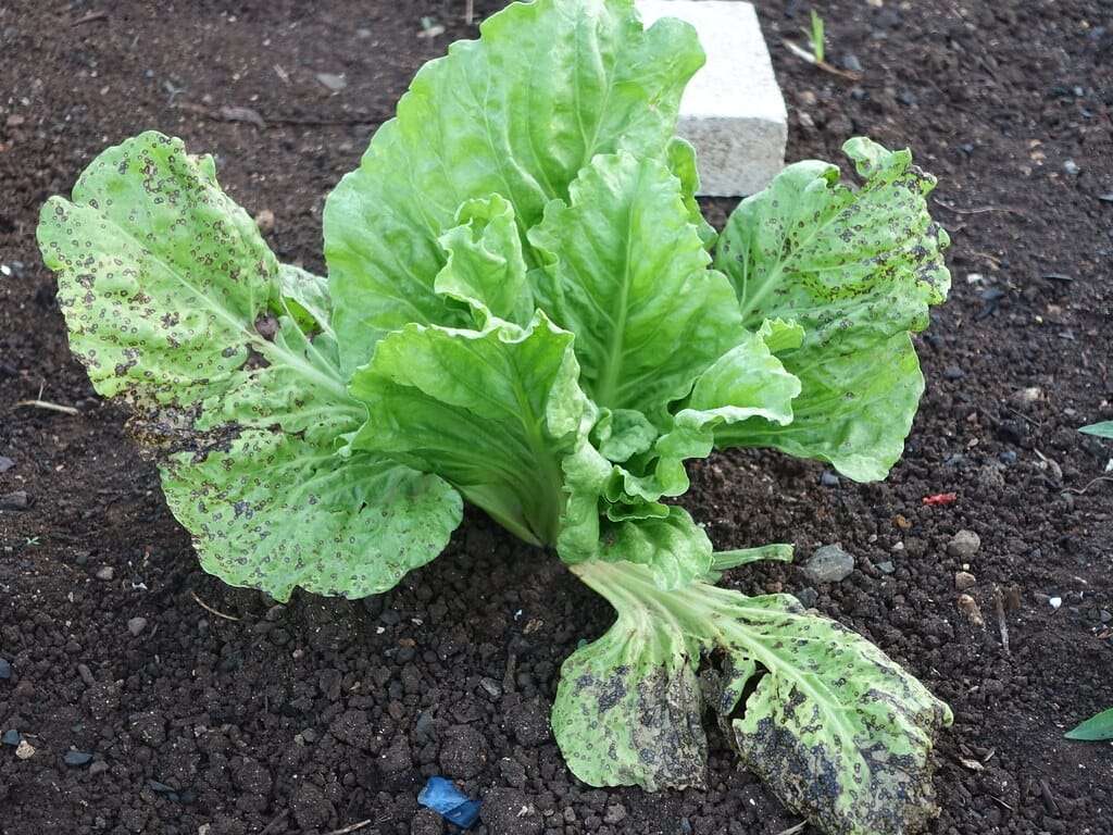 Chard: Cercospora leaf spot