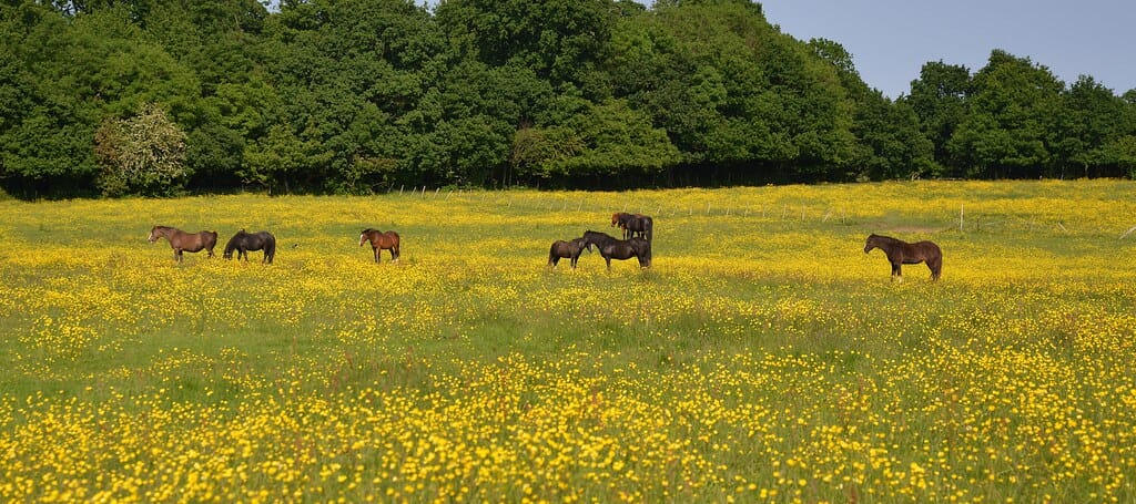 Horses in a field of Gold, Scadbury Nature Reserve, Chislehurst, Kent