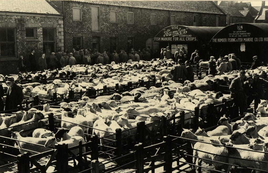 Driffield Cattle Market 1953 (archive ref PH-4-11)