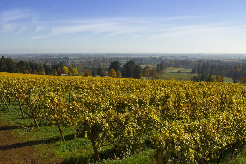 Furioso winery and vineyards, in autumn, Dundee, Oregon