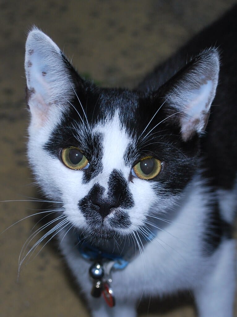 Jessie from Gillingham, Kent