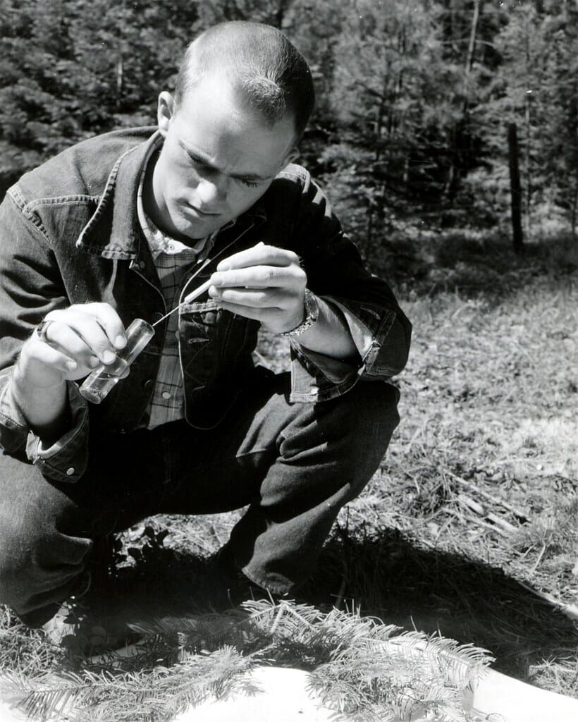 1958. Insect checker Jon Hessle collecting spruce budworm larvae to determine development. Western spruce budworm control project. Blue Mt. Summit, Oregon.