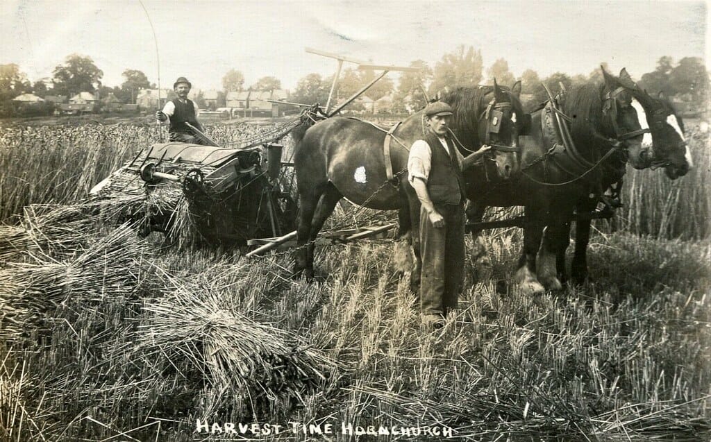 Hornchurch, Essex Harvest Time, Reaping Machine, Farming, Horses and Men
