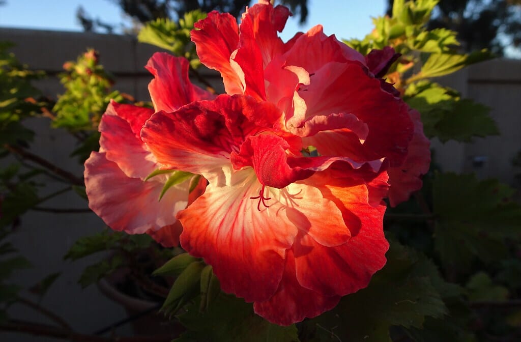 Mitcham. Pink and white pelargonium.