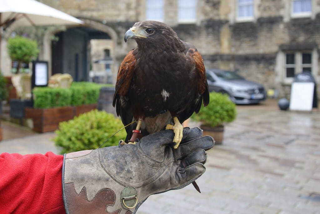 Devil the Harris Hawk, Oxford, Oxfordshire