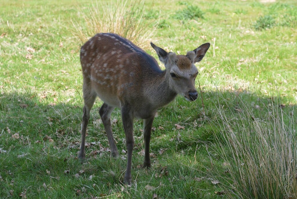 Young Fallow Deer, Knole Park, Sevenoaks, Kent