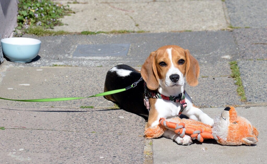 Five Months Old 'Bow', St. Leonards-on-Sea, East Sussex