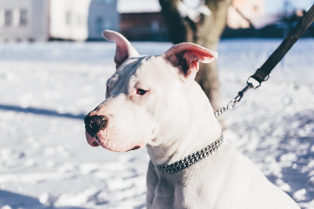 American staffordshire terrier