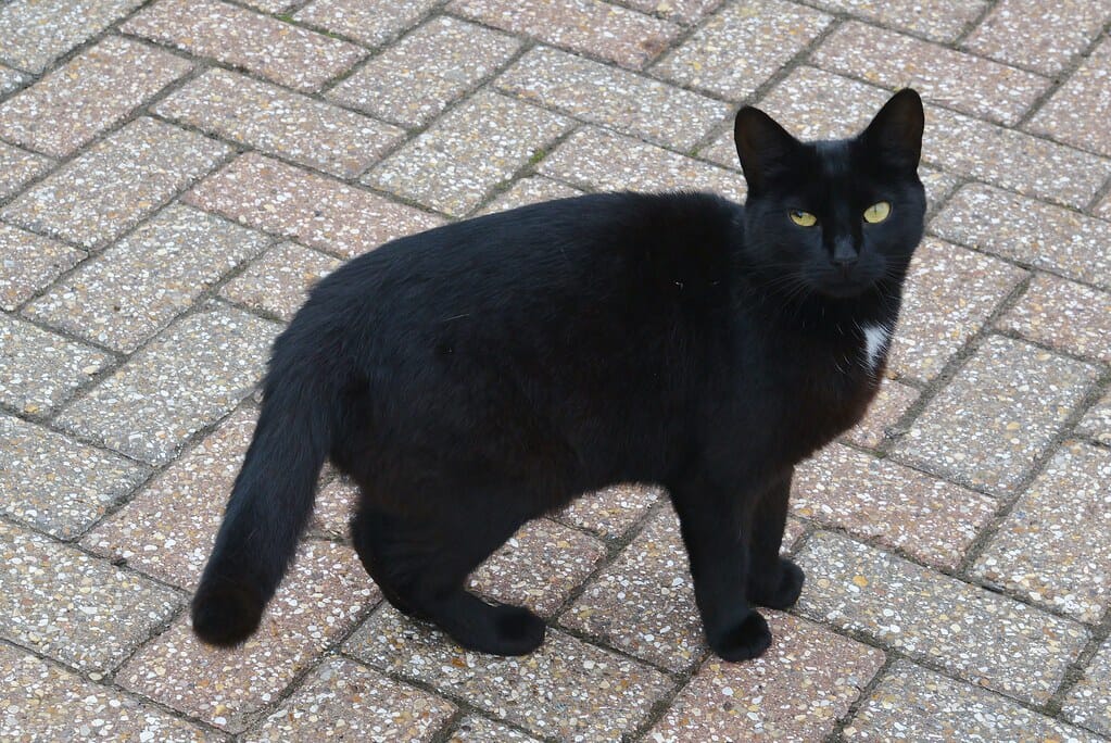 Black Cat, Stowmarket, Suffolk