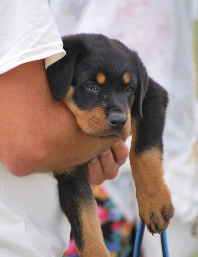 Little Puppy, Essex HMVA, Upminster ,Essex