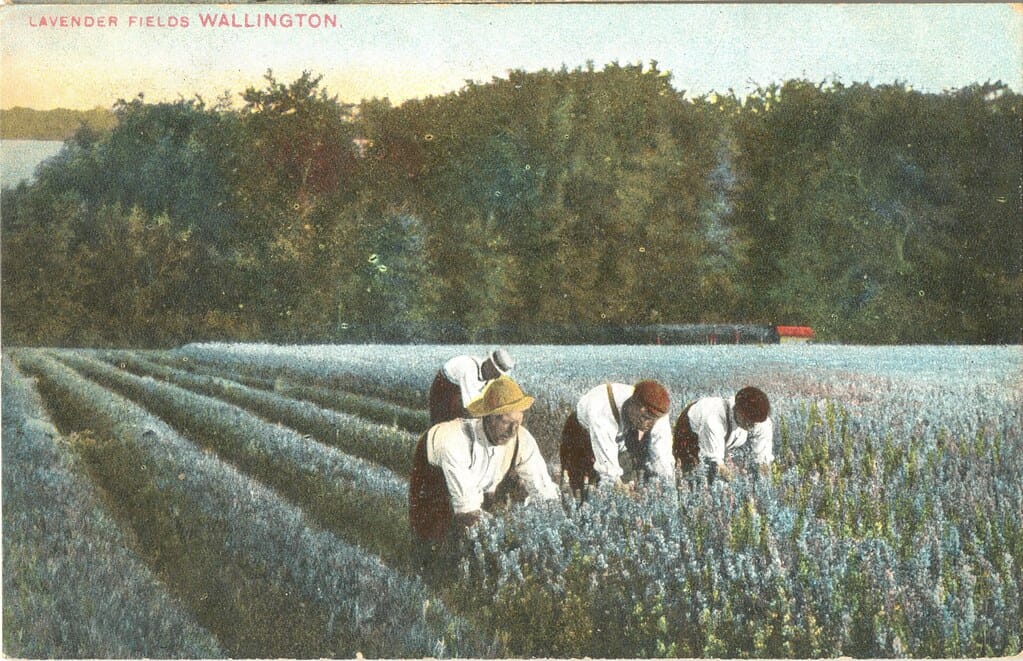 Wallington lavander fields